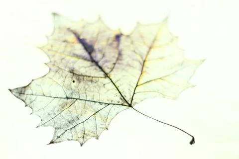 Photo of the drawing of a transparent maple leaf in false color with varia... Stock Photos