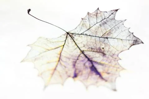 Photo of the drawing of a transparent maple leaf in false color with varia... Stock Photos