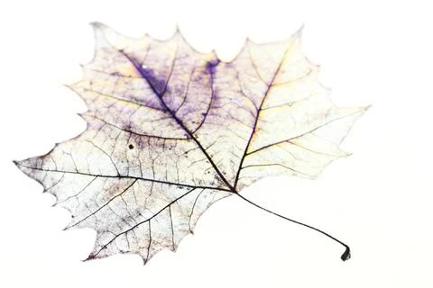 Photo of the drawing of a transparent maple leaf in false color with varia... Stock Photos