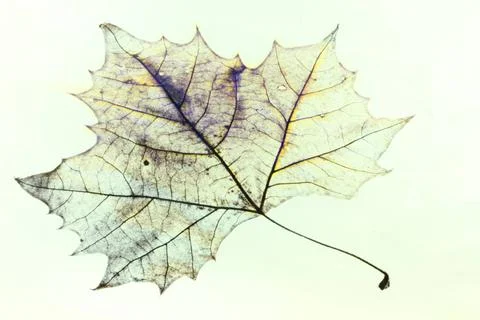 Photo of the drawing of a transparent maple leaf in false color with varia... Stock Photos