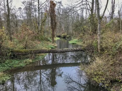 Photo of fallen tree over river in forest Fotos Stock