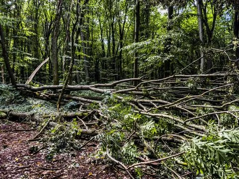 Photo of a fallen tree on a path in the forest Stock Photos