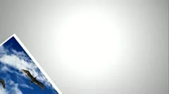 Photo Falls Stock After Effects