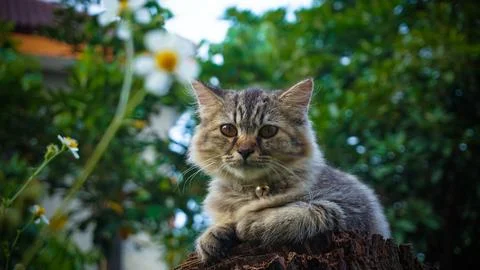 Photo of a fluffy gray cat with sharp eyes, lounging on a cut tree stump Stock Photos