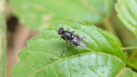 Photo of a fly perched on a leaf Stock Photos