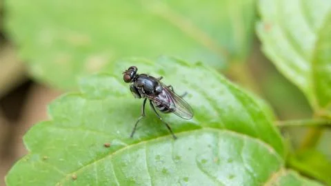Photo of a fly perched on a leaf Stock Photos