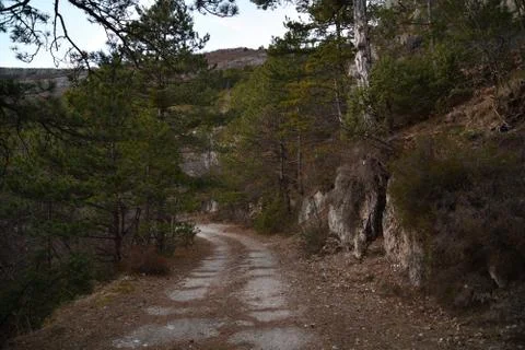 Photo of forest path Foto stock