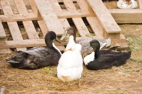 Photo of four ducks Stock Photos