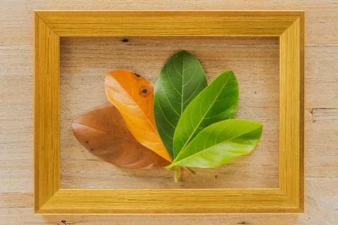 Photo frame Stock Photos
