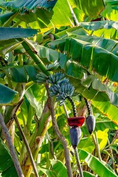 A photo of fresh blue java bananas, known for their ice cream-like texture an Stock-Fotos