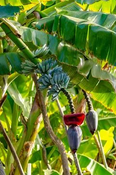 A photo of fresh blue java bananas, known for their ice cream-like texture an Stock Photos