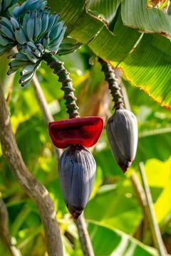 A photo of fresh blue java bananas, known for their ice cream-like texture an Stock Photos