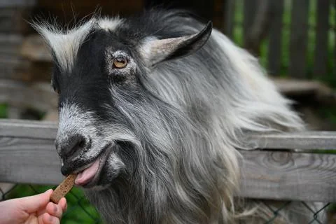 Photo goat eats from hand Stock Photos