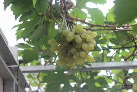 Photo grapes Stock Photos
