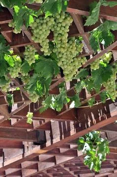 Photo of grapes tree Stock Photos