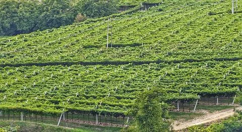 Photo of green grape fields Stock Photos
