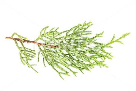 A photo of a green thuja branch on a white background Stock Photos