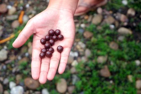 Photo of hand holding mini choco ball Stock Photos