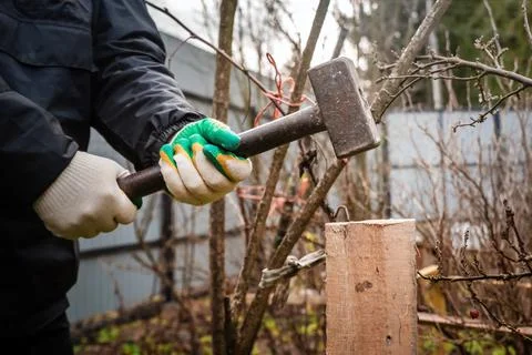 Photo of the hands of a man hammering a board with a sledgehammer into the gr Stock Photos