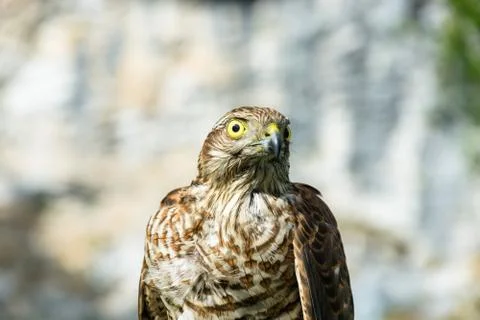 Photo of the hawk. Stock Photos
