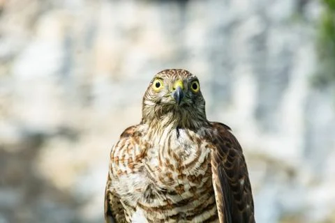 Photo of the hawk. Stock Photos