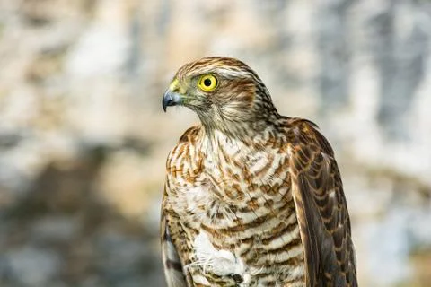 Photo of the hawk. Stock Photos