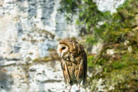 Photo of the hawk. Stock Photos
