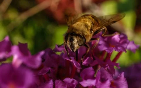 A photo of a Hoverfly on a Buddleja flower Stock Photos