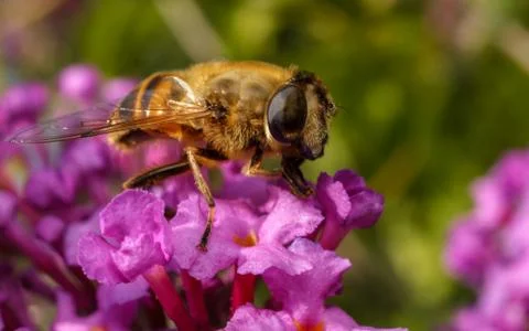 A photo of a Hoverfly on a Buddleja flower Stock Photos