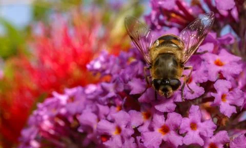 A photo of a Hoverfly on a Buddleja flower Stock Photos