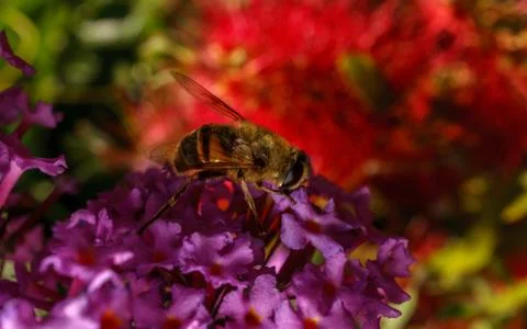 A photo of a Hoverfly on a Buddleja flower Stock Photos