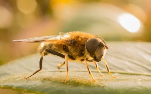 A photo of a Hoverfly on a green leaf Stock Photos