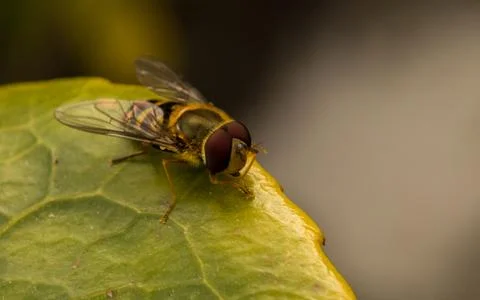 A photo of a Hoverfly on a green leaf Stock Photos