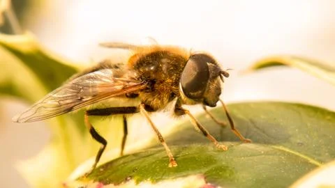 A photo of a Hoverfly on a green leaf Stock Photos