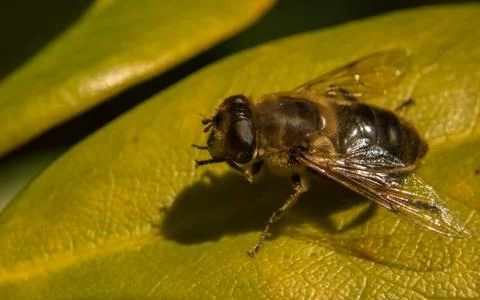 A photo of a Hoverfly on a green leaf Stock Photos