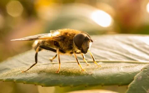 A photo of a Hoverfly on a green leaf Stock Photos