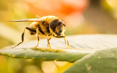 A photo of a Hoverfly on a green leaf Stock Photos