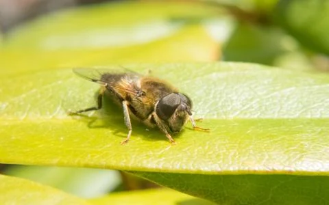 A photo of a Hoverfly on a green leaf Stock Photos