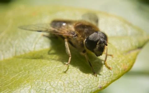 A photo of a Hoverfly on a green leaf Stock Photos