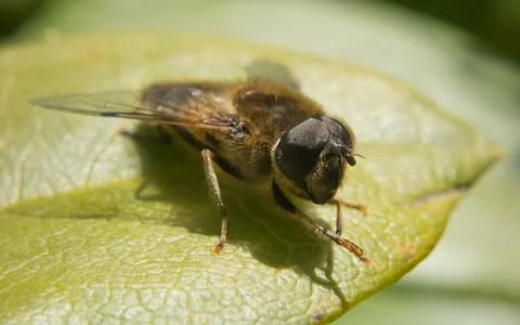 A photo of a Hoverfly on a green leaf Stock Photos