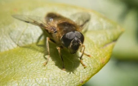A photo of a Hoverfly on a green leaf Stock Photos