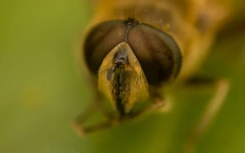 A photo of a Hoverfly on a green leaf Stock Photos