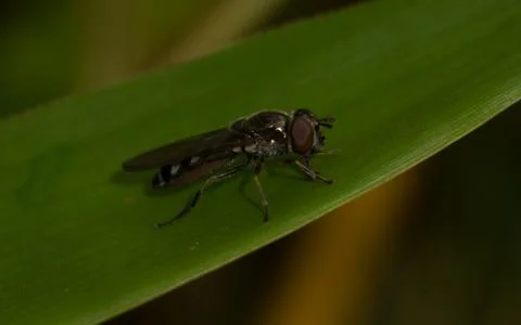 A photo of a Hoverfly on a green leaf Stock Photos