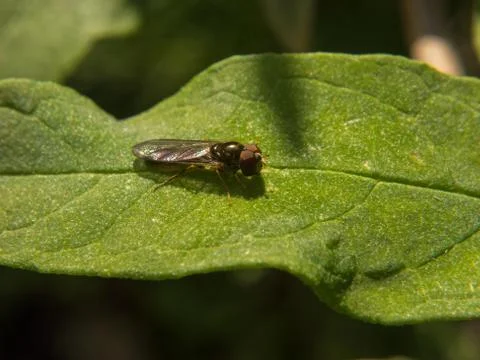 A photo of a Hoverfly on a green leaf Stock Photos