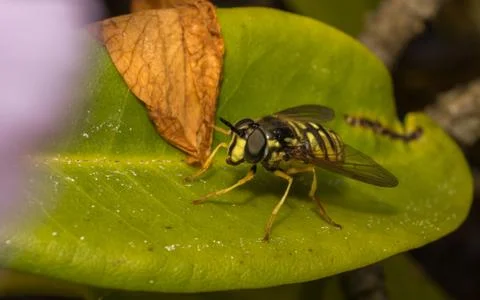 A photo of a Hoverfly on a green leaf Stock Photos