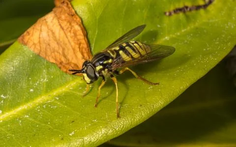 A photo of a Hoverfly on a green leaf Stock Photos
