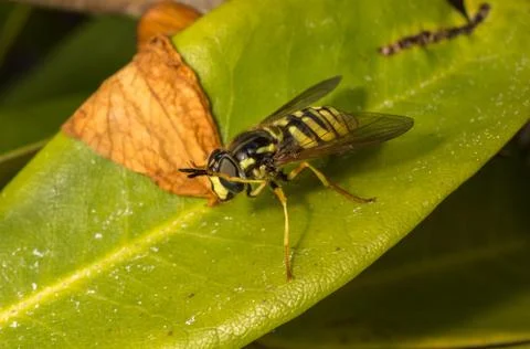A photo of a Hoverfly on a green leaf Stock Photos