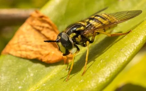A photo of a Hoverfly on a green leaf Stock Photos