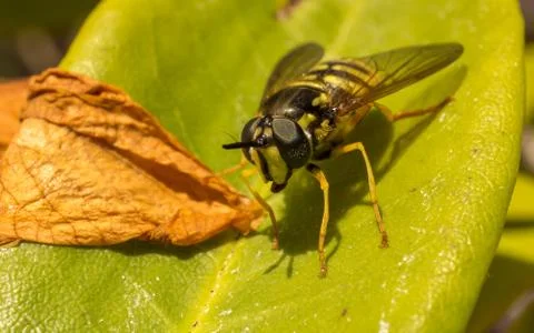 A photo of a Hoverfly on a green leaf Stock Photos