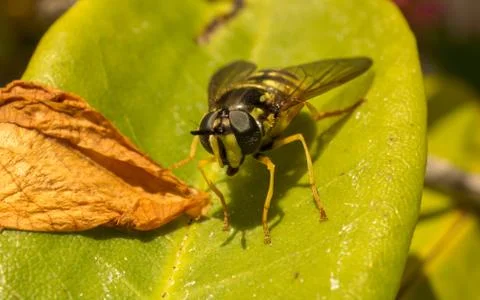 A photo of a Hoverfly on a green leaf Stock Photos